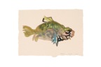 Scheinwarnpracht-Raubfisch-web